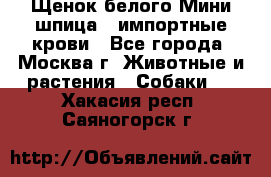 Щенок белого Мини шпица , импортные крови - Все города, Москва г. Животные и растения » Собаки   . Хакасия респ.,Саяногорск г.